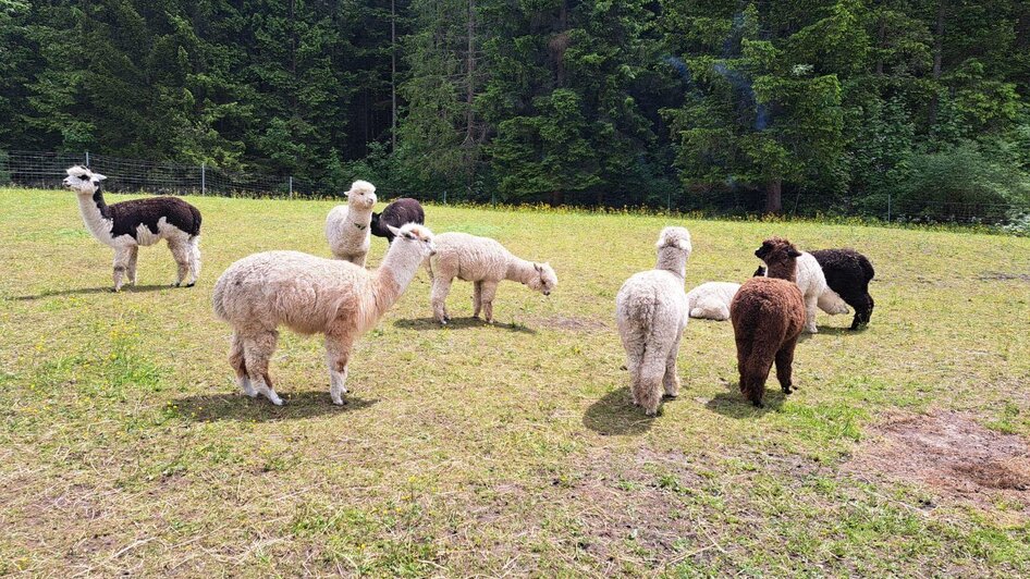 Grimming-Alpakas auf der Weide, Tauplitz | © Familie Müller