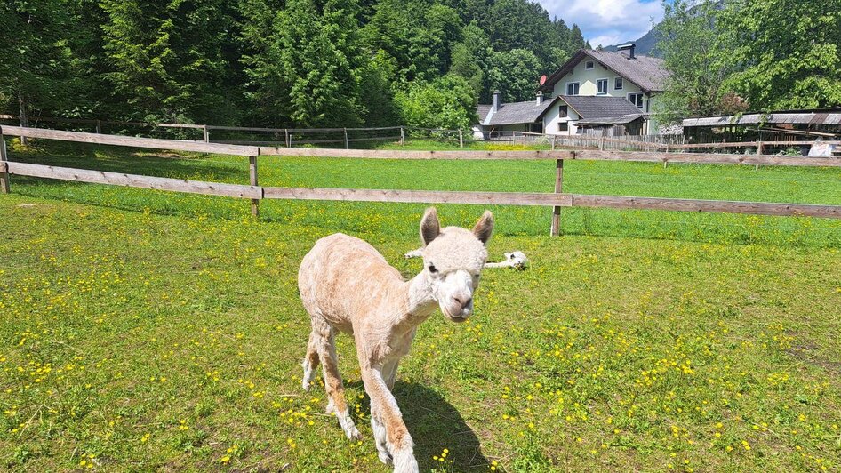Grimming-Alpakas, Alpakanachwuchs, Tauplitz | © Familie Müller