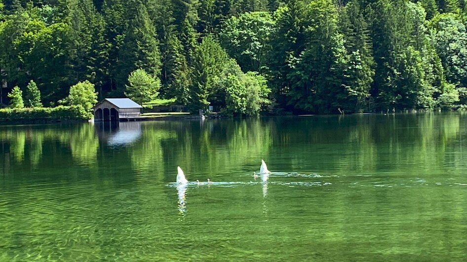 Grundlsee, Schwäne | © Bettina Scheck
