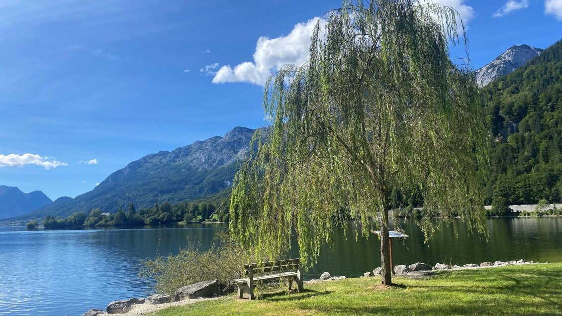 Der ruhige Grundlsee aus Richtung Gößl, umgeben von Bergen und sommerlichem Grün. Ein großer Weidenbaum steht neben einer Bank am Ufer des Grundlsees. | © Bettina Scheck