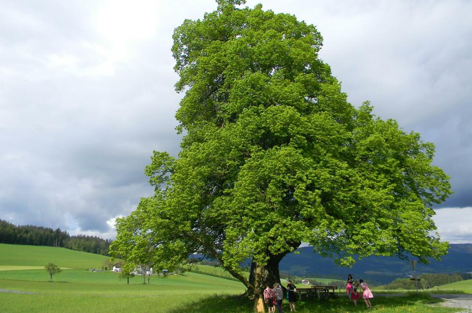 Gschaider limetree - Impression #1 | © Franz Grabenhofer