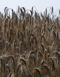 Crop field Bad Blumau | © Kurkommission Bad Blumau | Christian Thomaser | © Kurkommission Bad Blumau