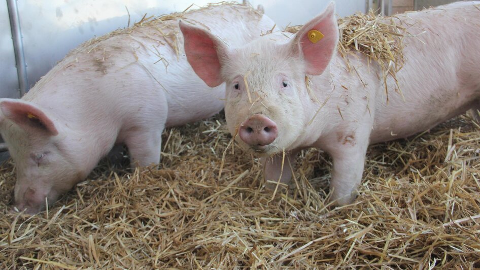 Unsere frei laufenden Schweine | © Steßlhof