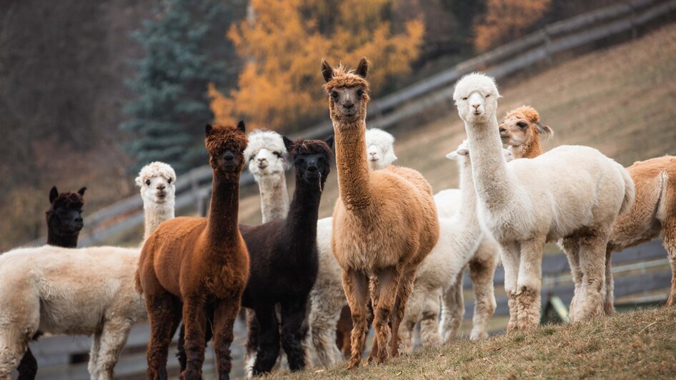 hohenkogl alpacas - Impression #2.6