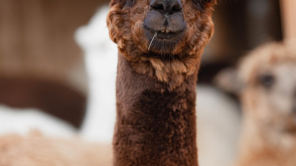 hohenkogl alpacas - Impression #2.2