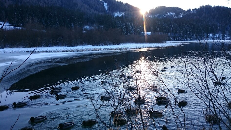 Enten am Hubertussee | © Brigitte Digruber