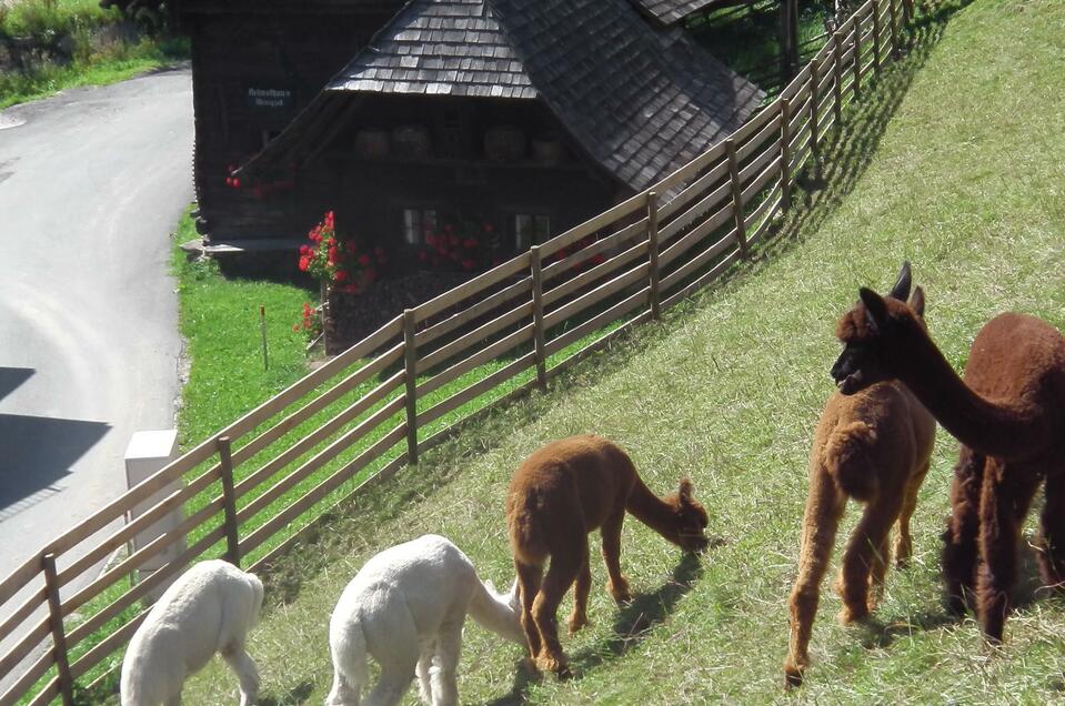 Joglland alpacas - Impression #1 | © Joglland Alpakas