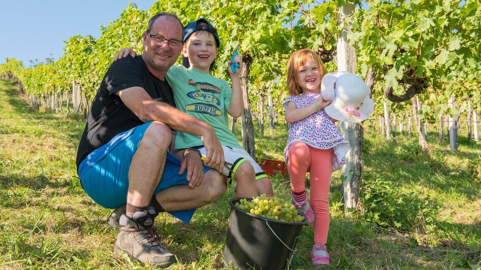 Käfer Südhang Weingut_Weinlese_Oststeiermark | © Käfer Südhang Weingut