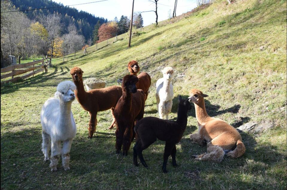 Alpaca farm Kathrein - Impression #1 | © Kathreiner Alpakafarm