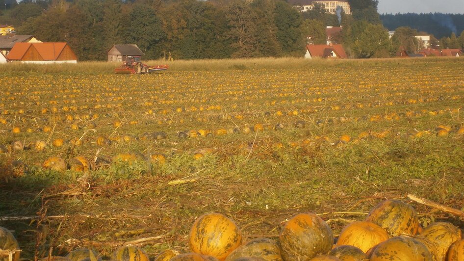 Kürbisfeld Familie Harzl | © Familie Harzl