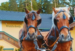 carriage rides