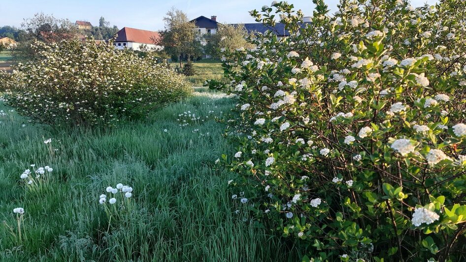 Aronia | © TV Südsteiermark - Leski