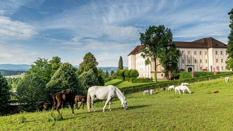 Lipizzanergestüt Piber | © Lipizzanerheimat-Die Abbilderei