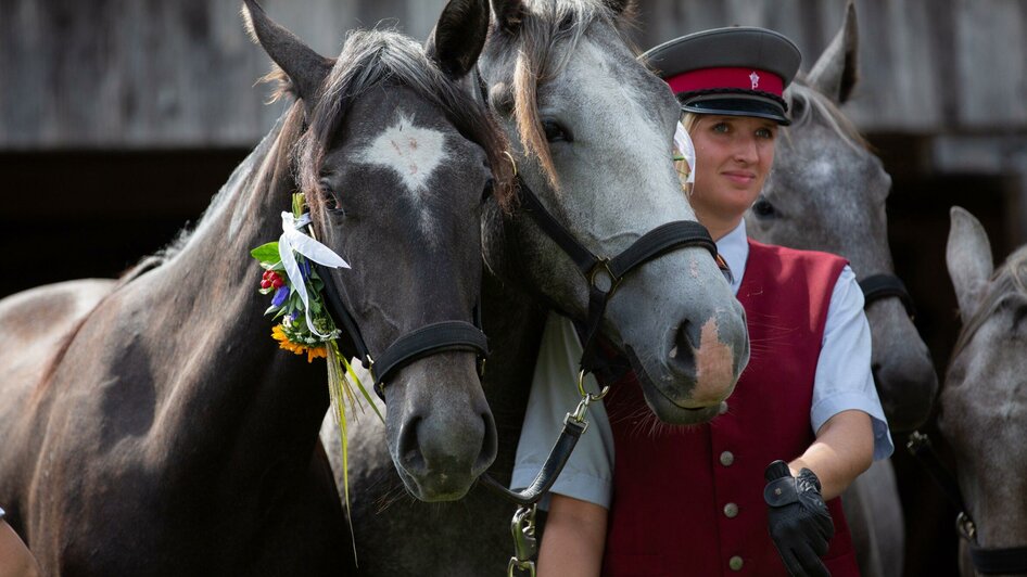 Almabtrieb Lipizzanergestüt Piber | © SRS-Sabrina Mallick