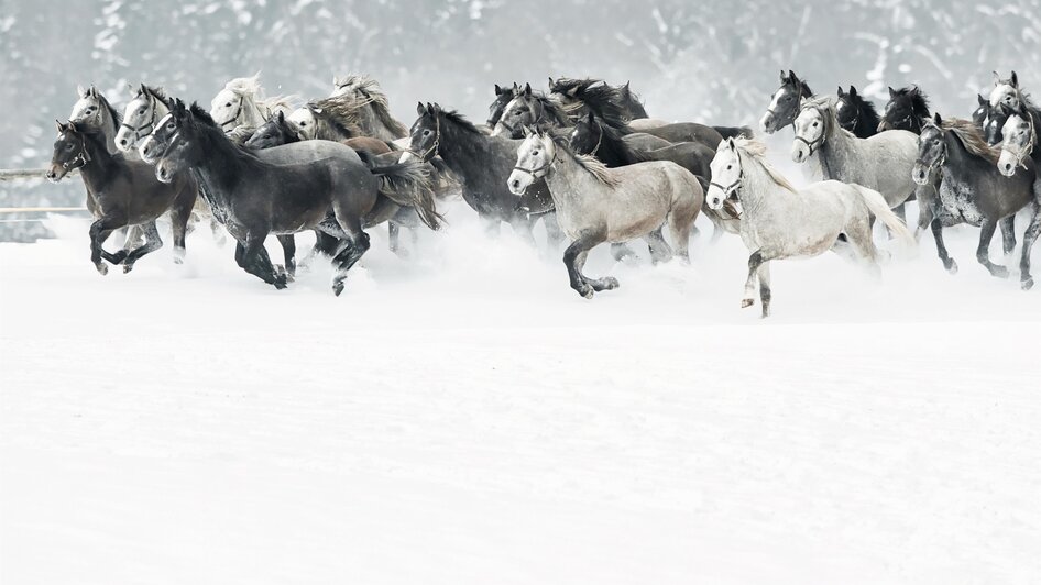 Lipizzanergestüt Piber im Winter | © SHS - René van Bakel