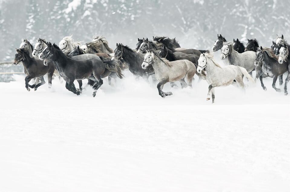 lipizzaner stud farm piber - Impression #1 | © SHS - René van Bakel