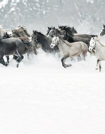 Lipizzanergestüt Piber im Winter | © SHS - René van Bakel | © SHS - René van Bakel