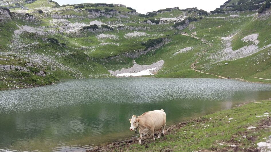 Augstsee, Altaussee, Rind | © Petra Kirchschlager