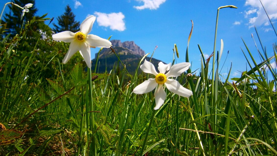 <p>Die im Ausseerland bekannten weißen Narzissen stehen inmitten grüner Wiesen. Im Hintergrund ist der Loser in Altaussee und ein blaues Himmel mit Wolken zu sehen.</p> | © Loser Bergbahnen/M. Raich