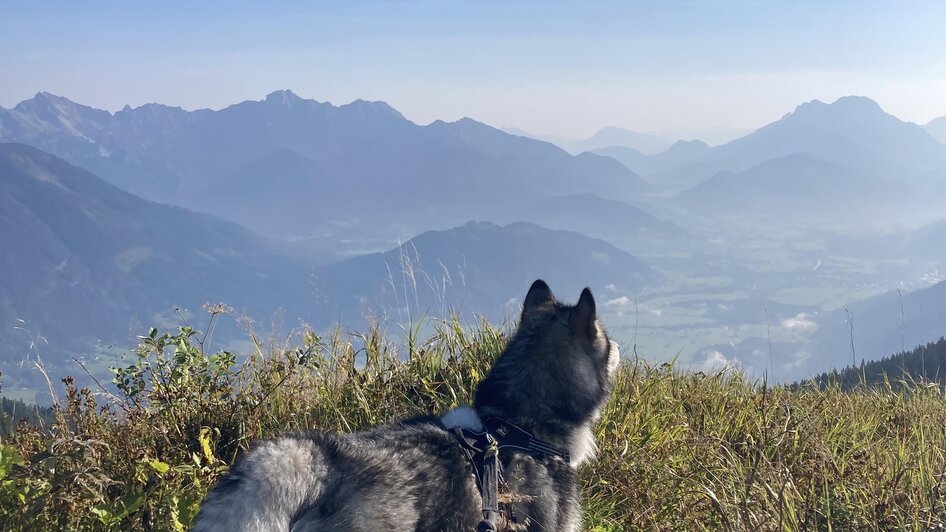 Honey, meine Alaskan Malamute Junghündin