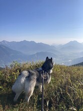 Honey, meine Alaskan Malamute Junghündin