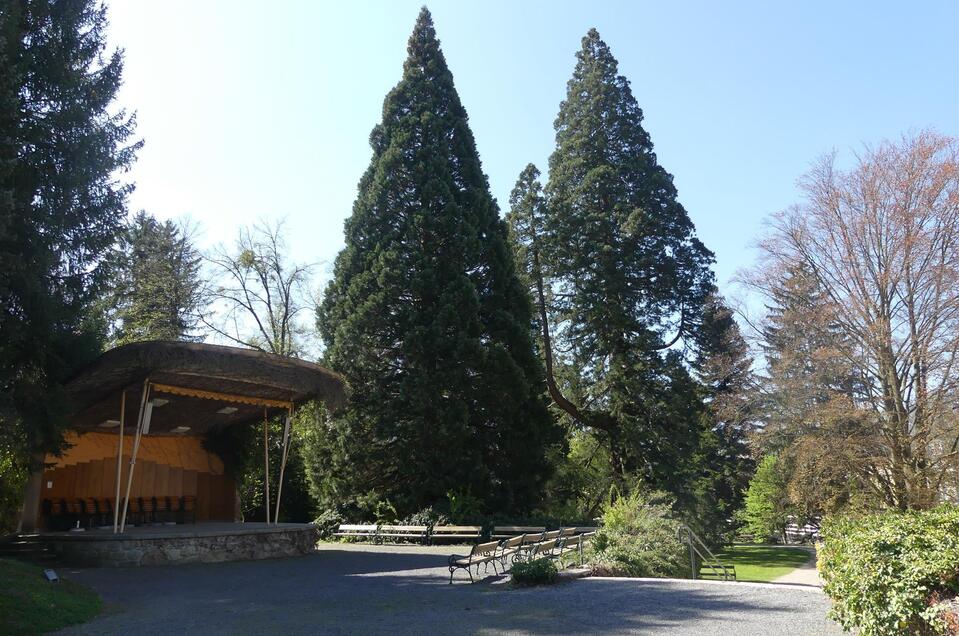 Mammutbaum Wellingtonia in Bad Gleichenberg - Impression #1 | © Thermen- & Vulkanland
