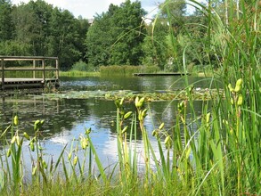 Naturbadeteich Gruber_Teich mit Steg_Oststeiermark | © Naturbadeteich Gruber