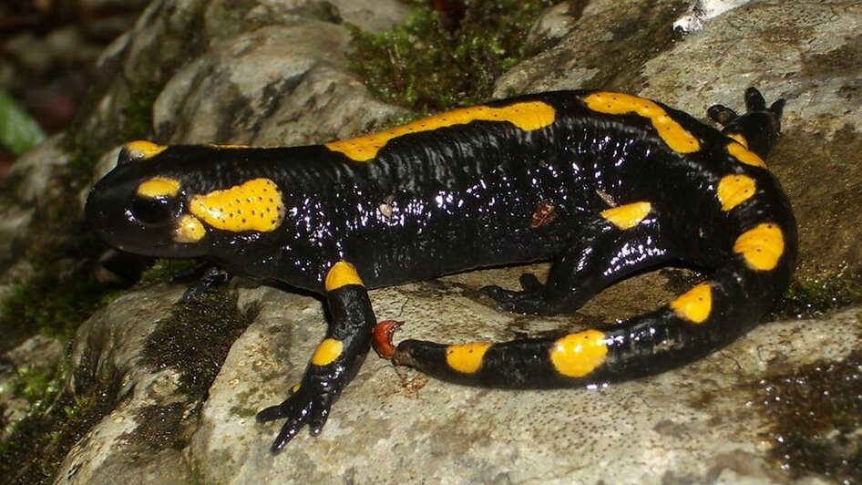 Pikeroi_Feuersalamander_Oststeiermark | © Naturjuwel Pikeroi