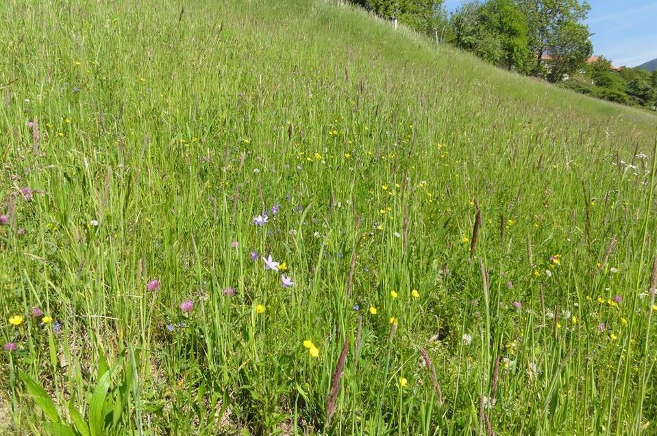 A jewel of nature: Meadows Pöllauberg - Impression #1 | © Naturjuwel Pöllauberg