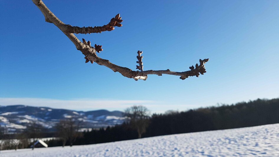 NuP Pöllauer Tal_Hirschbirnbaumzweig_Oststeiermark | © Tourismusverband Oststeiermark