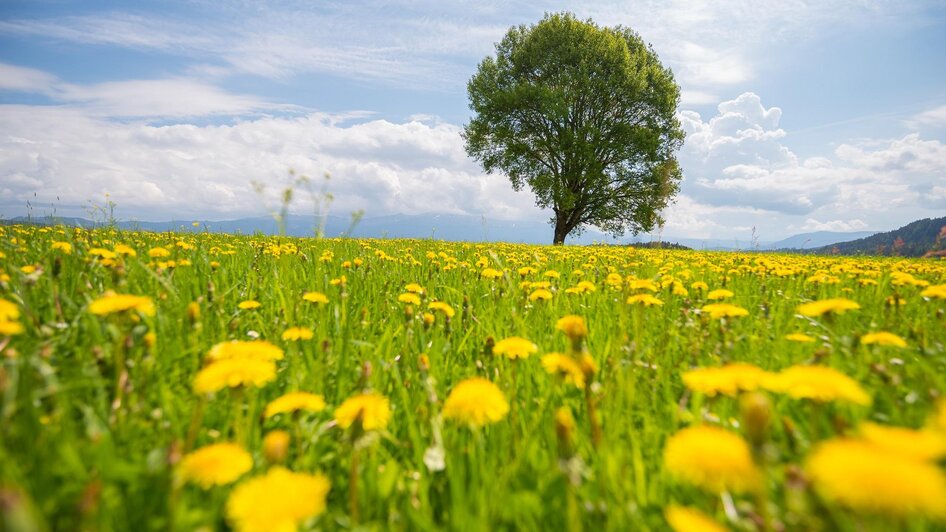 Flora | © Tourismusverband Murau