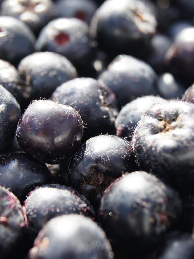 Nickls Aronia_Beeren_Oststeiermark | © Nickl's Aronia | Anna Reith | © Nickl's Aronia