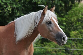 Horse farm Heiling_Horse_Eastern Styria | © Pferdehof Heiling