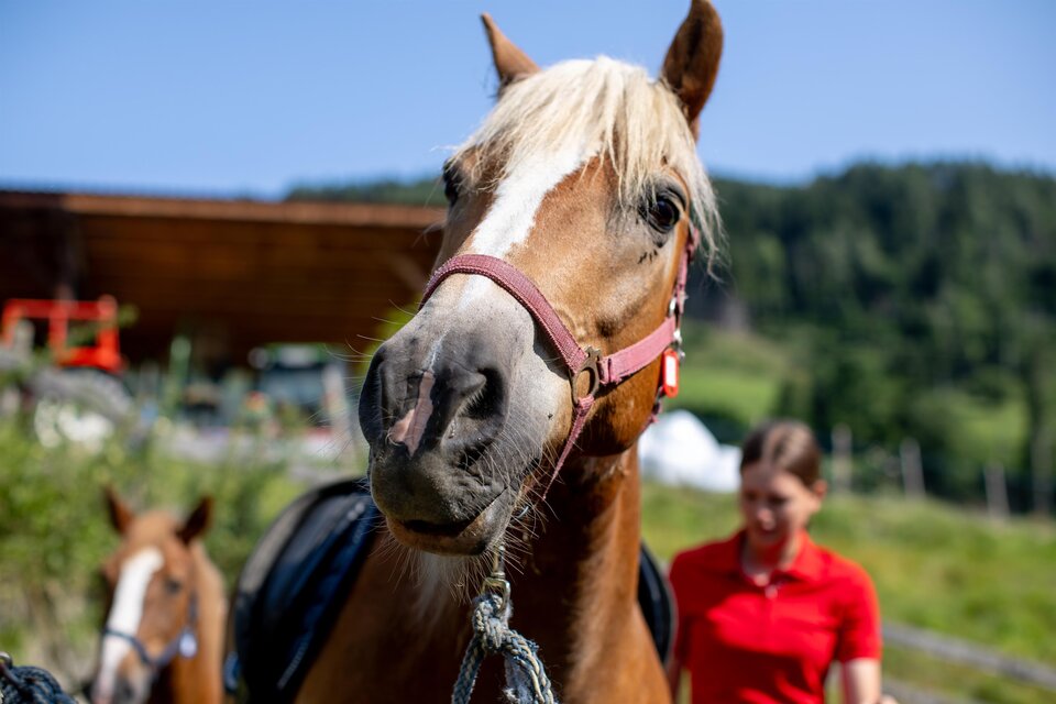 Horsefarm Jessner - Impression #1 | © Tourismusverband Murau