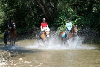 Pferdehöf Pölzler_Pferde im Wasser_Oststeiermark | © Pferdehof Pölzler