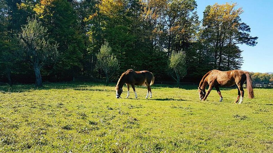 Pferdehof Pölzler_Pferde auf Wiese_Oststeiermark | © Pferdehof  Pölzler