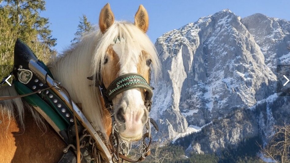 Thomas Raich, Altaussee, Pferd | © Thomas Raich