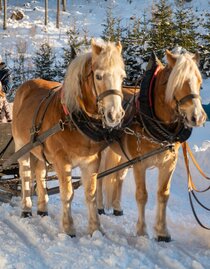 Pferdeschlittenfahren_Pferde_Oststeiermark | © Tourismusverband Oststeiermark | Bergmann | © Tourismusverband Oststeiermark