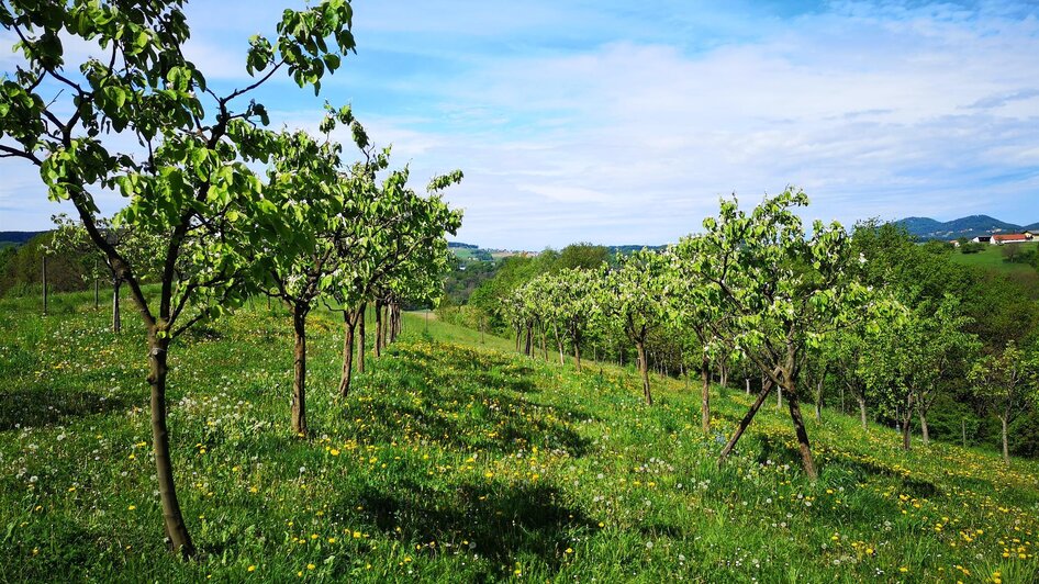 Obstgärten | © Familie Bunderla