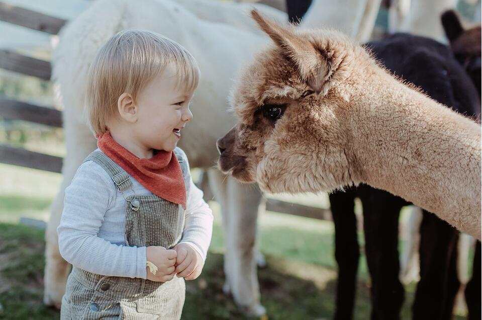 Alpaca Mountain Farm Stelzer - Impression #1 | © Hadas Natural Photography