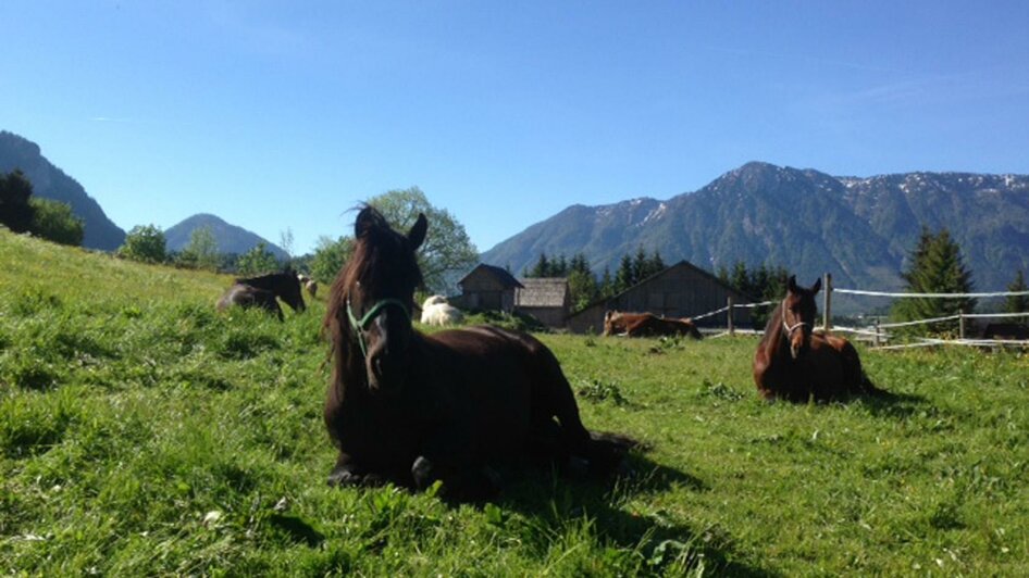 Reiterbauernhof Schartner, Altaussee, Pferd | © Reiterbauernhof Schartner