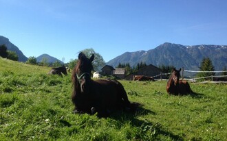 Reiterbauernhof Schartner, Altaussee, horse | © Reiterbauernhof Schartner