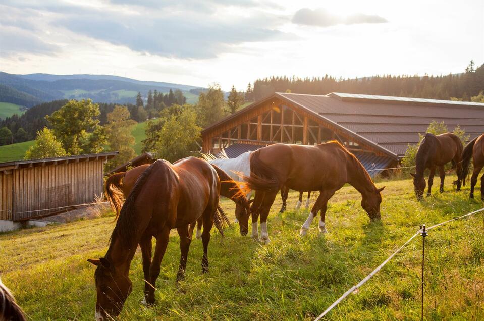 Reiterparadies Ponyhof - Impression #1 | © Der Ponyhof Familienhotel und Reiterparadies