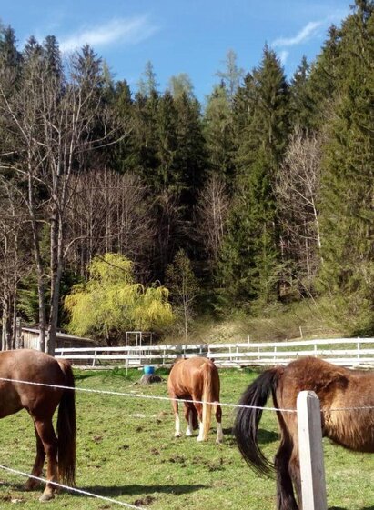 Ceipek horses | TVB Ausseerland Salzkammergut/Johanna Provatopoulos | © TVB Ausseerland Salzkammergut/Johanna Provatopoulos