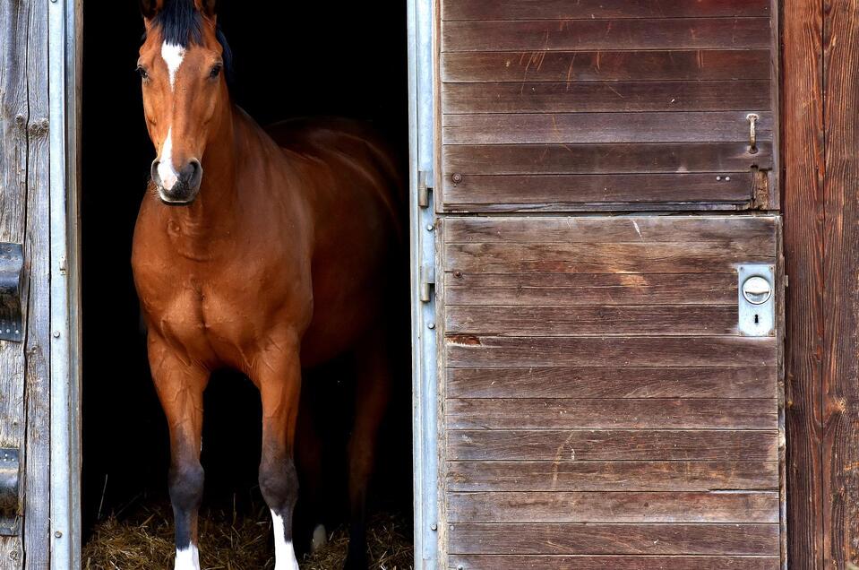 Riding Stable.Stud-K Grafendorf bei Hartberg - Impression #1 | © Tourismusverband Oststeiermark