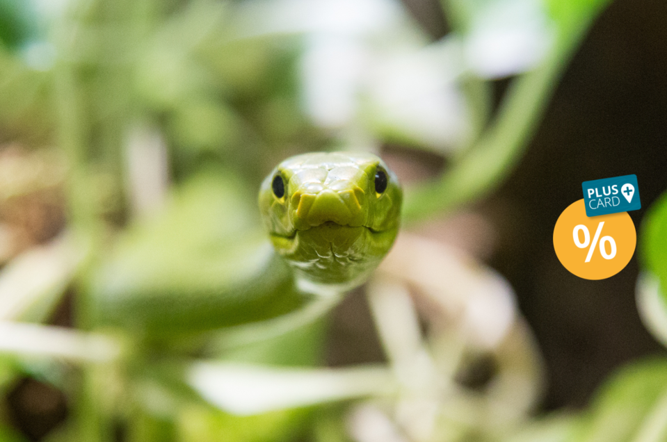 Reptilienzoo Happ - Impression #1 | © Pixelpoint Multimedia - Wolfgang Handler