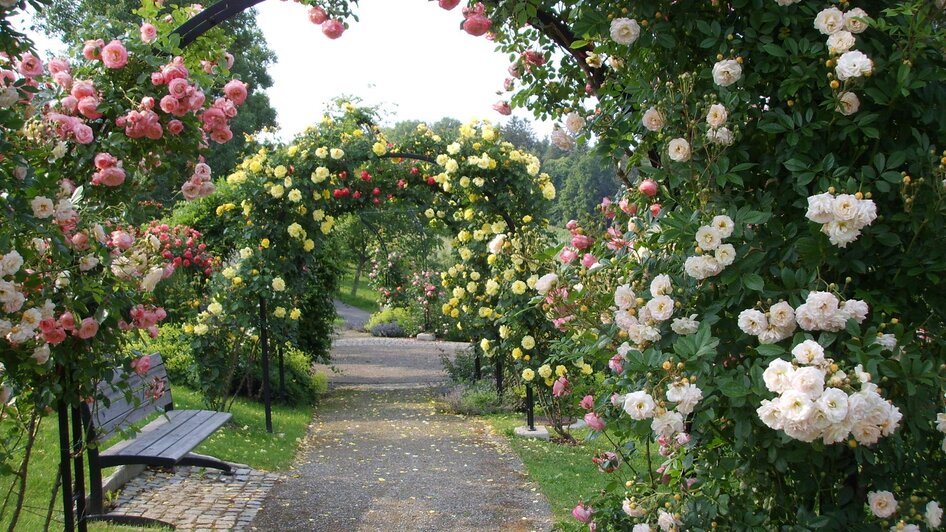 Blühende Rosenbögen im Rosarium | © Zur Verfügung gestellt von der Marktgemeinde St. Peter/O.