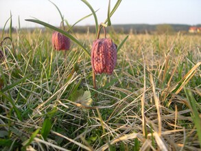 Großssteinbach_ Schachblume1_Oststeiermark | © Josef Kaufmann