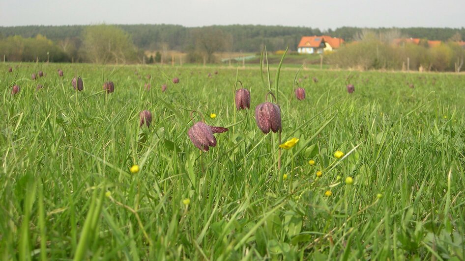 Großssteinbach_Vollblüte_Oststeiermark | © Josef Kaufmann