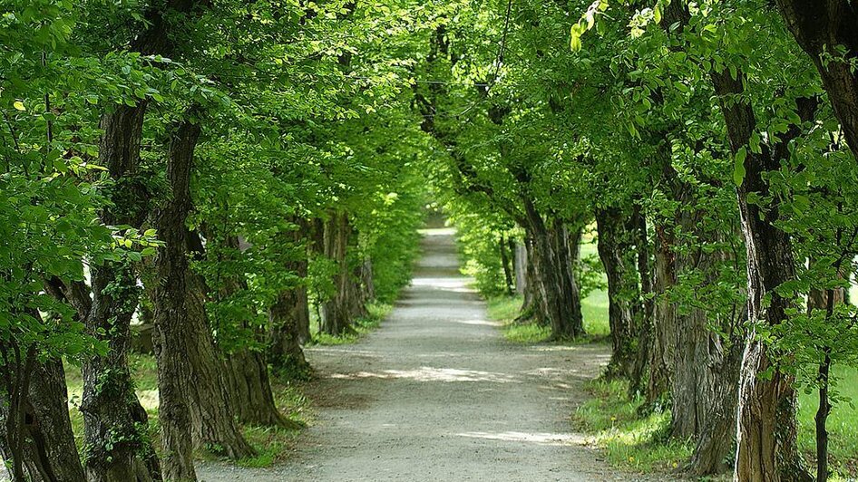 Schlosspark Pöllau_Hainbuchenallee_Oststeiermark | © Christine Dornhofer